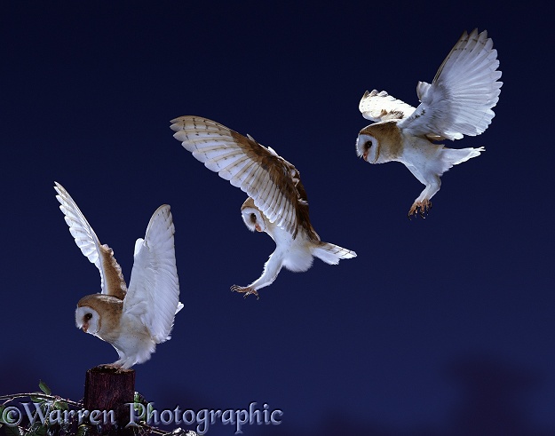 Barn Owl (Tyto alba) landing on a fence post - flight sequence