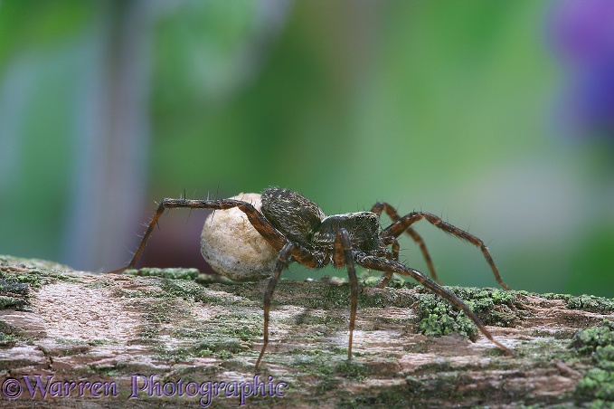 Meadow Spider (Lycosa amentata) female carrying egg sac