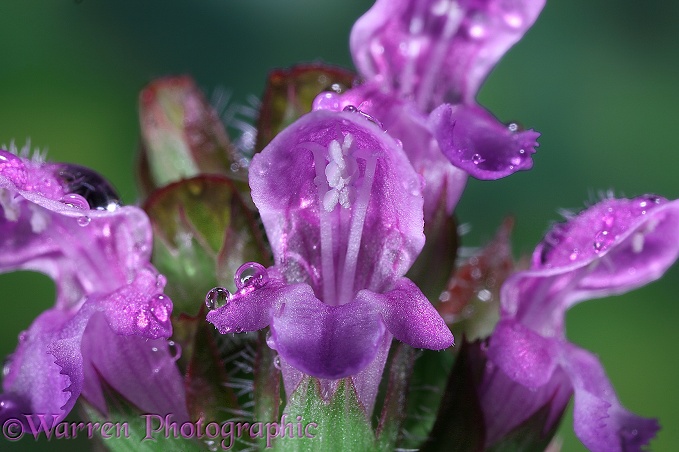 Self-heal (Prunella vulgaris) flower close up