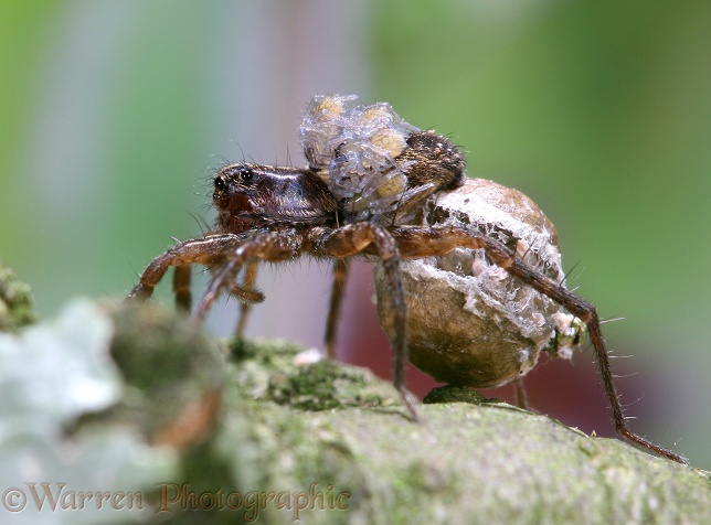 Meadow Spider (Lycosa amentata) female carrying egg sac from which spiderlings are hatching and moving onto her back