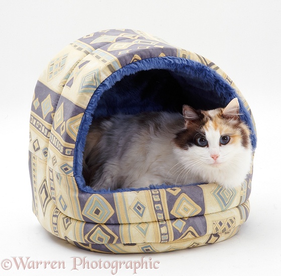 Tortoiseshell-and-white Ragdoll-cross female cat, Ms Goggles, in a blue igloo bed, white background