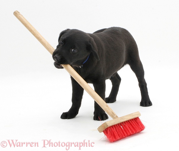 Black Labrador pup playing with a child's broom, white background