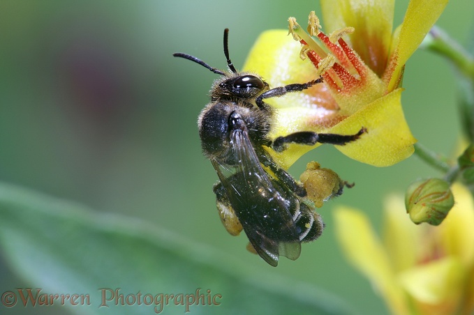 Solitary bee (Macropis europaea) on Yellow Loosestrife (Lysimachia thyrsiflora)