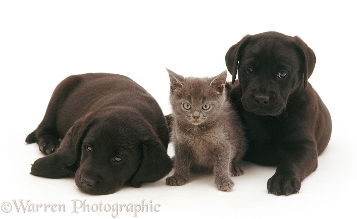 Two Black Labrador pups, 6 weeks old, with Blue Burmese kitten, white background