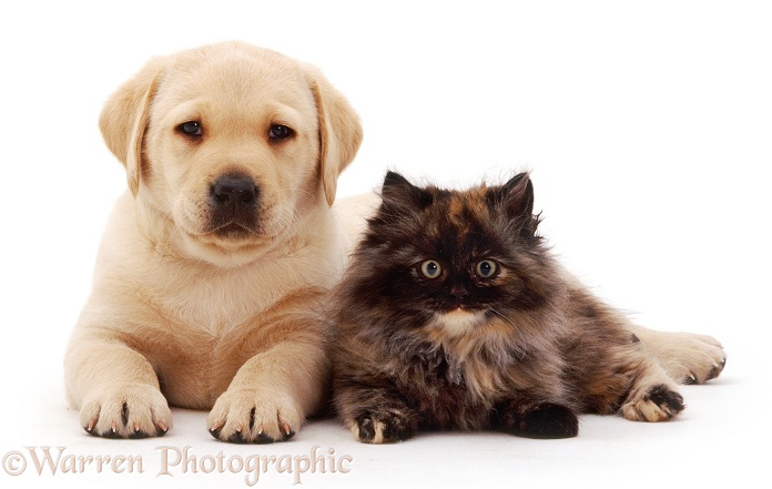 Yellow Labrador Retriever pup with fluffy tortoiseshell kitten, both 6 weeks old, white background