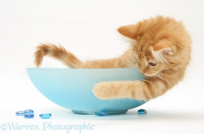 Ginger Maine Coon kitten playing in a blue glass bowl, white background