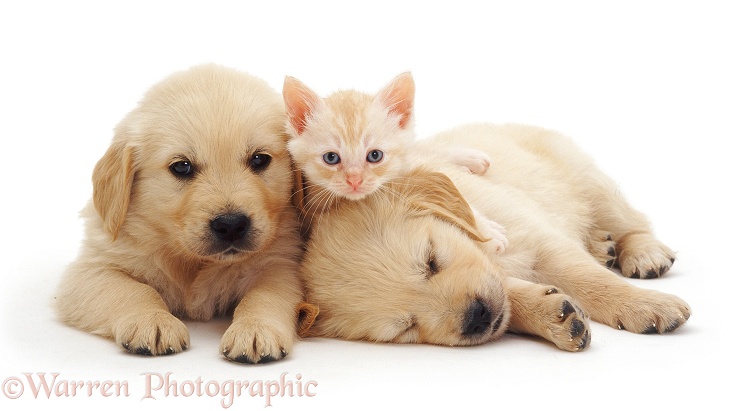 Two sleepy Golden Retriever pups with cream kitten, white background