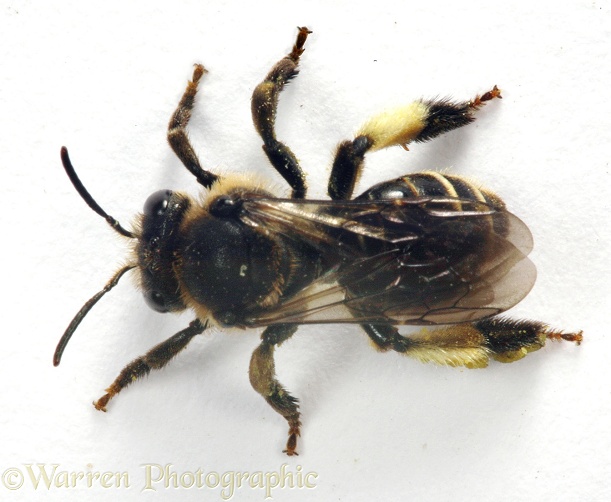Solitary bee (Macropis europaea) female, white background