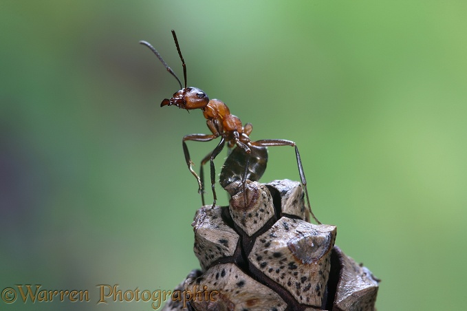Wood Ant (Formica rufa) worker on pine cone