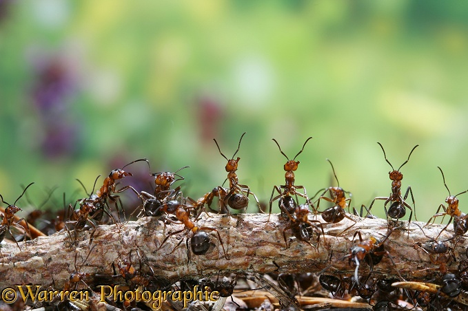 Wood Ant (Formica rufa) workers defending the nest