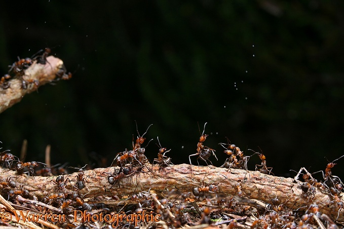Wood Ant (Formica rufa) workers defending the nest by ejecting droplets of formic acid