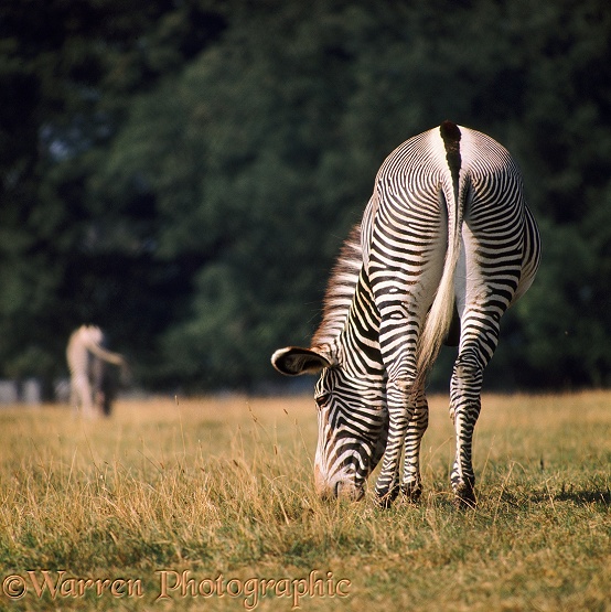 Grevy's Zebra (Equus grevyi) grazing.  N. E. Africa