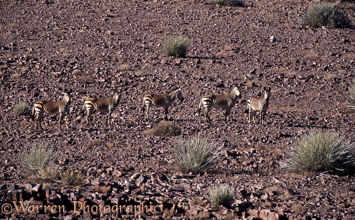 Hartmann's Mountain Zebra (Equus zebra hartmannae) small herd in arid mountain landscape, southern Namibia