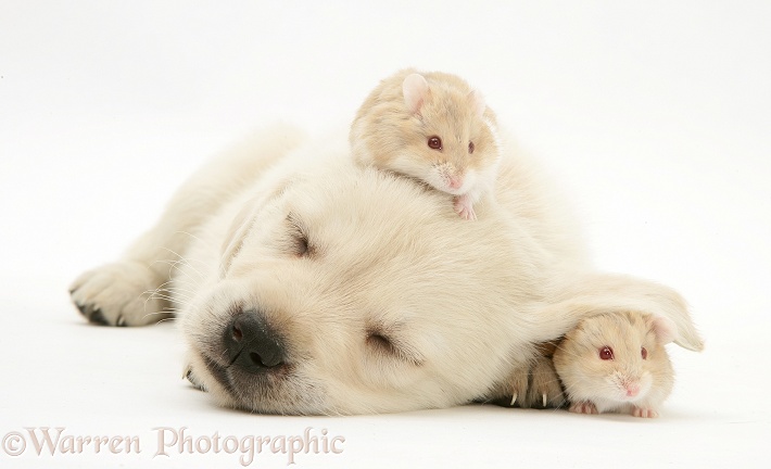 Sleepy Retriever-cross pup with hamsters, white background