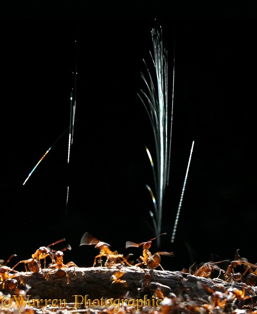 Wood Ant (Formica rufa) workers protecting the nest by spraying formic acid