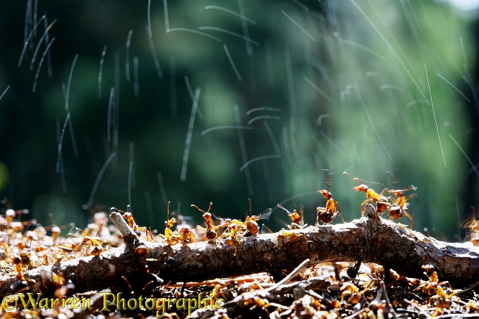 Wood Ants (Formica rufa) defending the nest by spraying formic acid