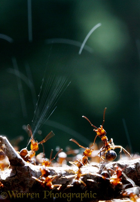 Wood Ant (Formica rufa) defending the nest by spraying formic acid