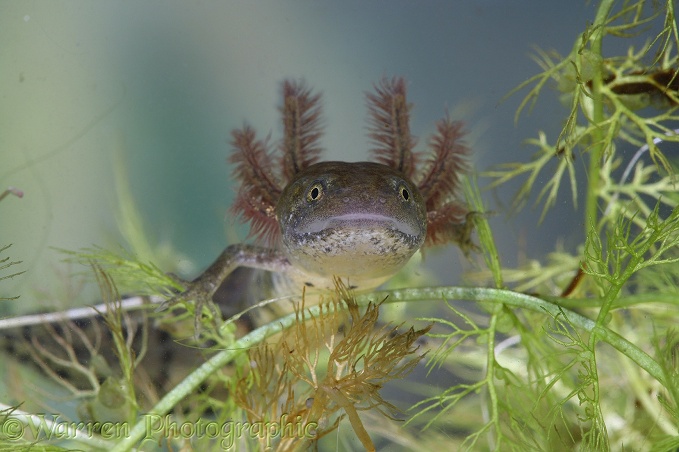 Great-crested Newt (Triturus cristatus) neotonous form, still bearing gills.  Europe