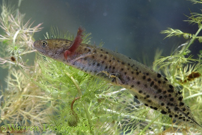 Great-crested Newt (Triturus cristatus) neotonous form, still bearing gills during second year.  Europe