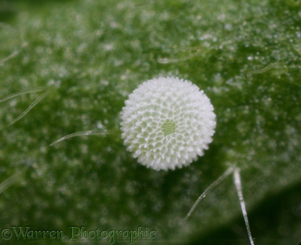 Brown Argus Butterfly (Aricia agestis) egg on Rockrose.  Europe