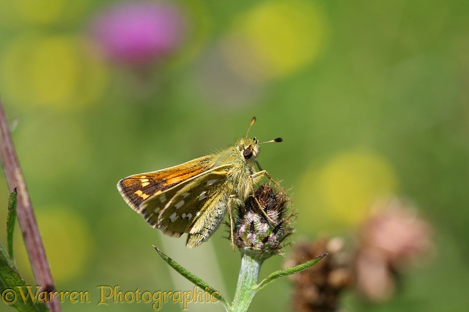 Silver-spotted Skipper (Hesperia comma) on downland knapweed.  Europe