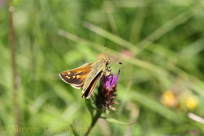 Silver-spotted Skipper (Hesperia comma) on downland knapweed.  Europe