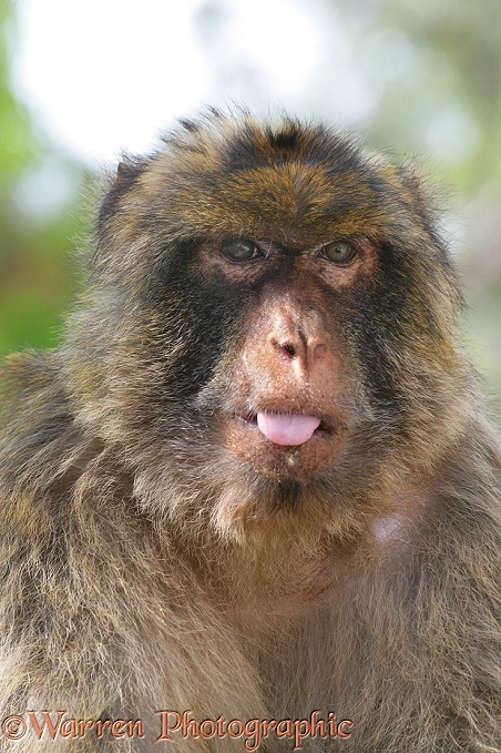 Gibraltar Barbary Macaque (Macaca sylvanus) showing its tongue