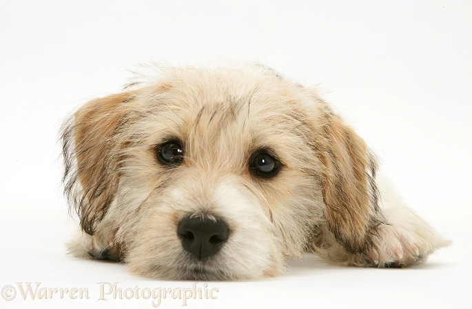 Mongrel puppy, Mutley, 11 weeks old, lying with chin on the floor, white background