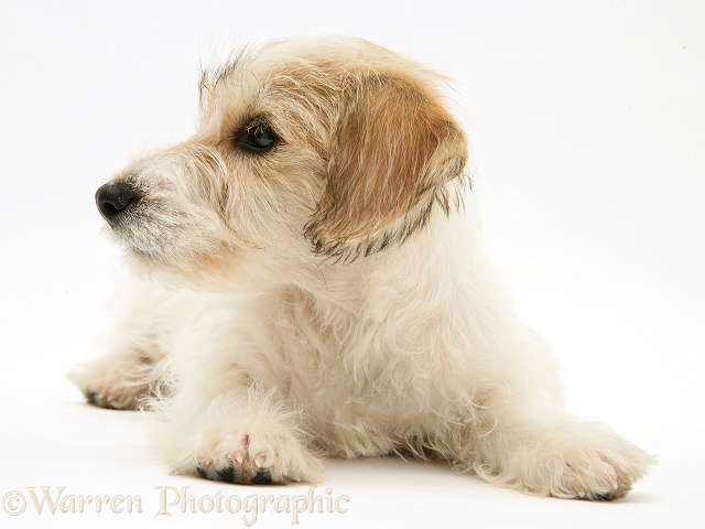 Mongrel puppy, Mutley, 11 weeks old, lying with head up, white background