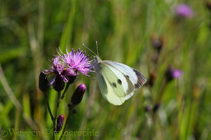 Large White Butterfly (Pieris brassicae) female feeding on Sawwort (Serratula tinctoria) on chalk downland.  Europe