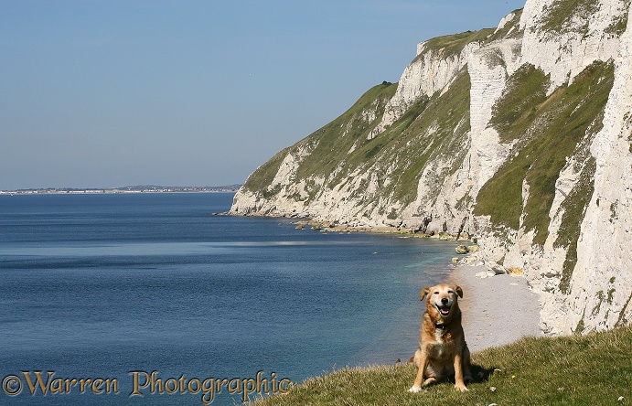 Border Collie x Lakeland Terrier cross, Bess, on Dorset coast path near Lulworth