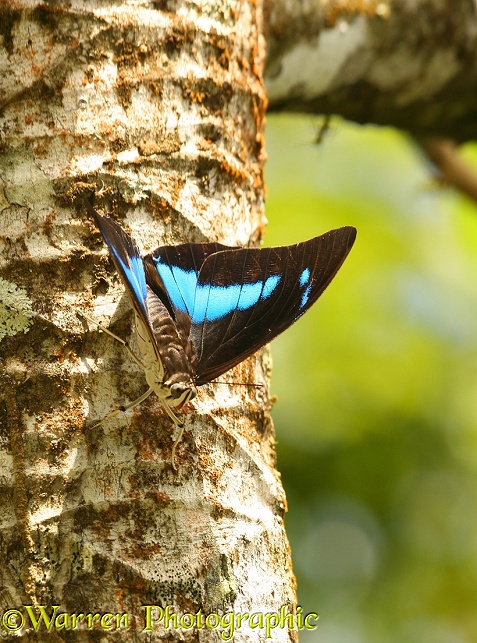 King Shoemaker Butterfly (Preponia demophon) basking on a tree trunk.  Central & South America