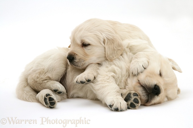 Two Golden Retriever pups asleep, white background