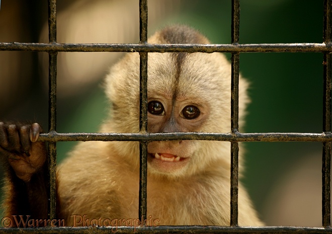 White-fronted Capuchin Monkey (Cebus albifrons) behind bars.  South America