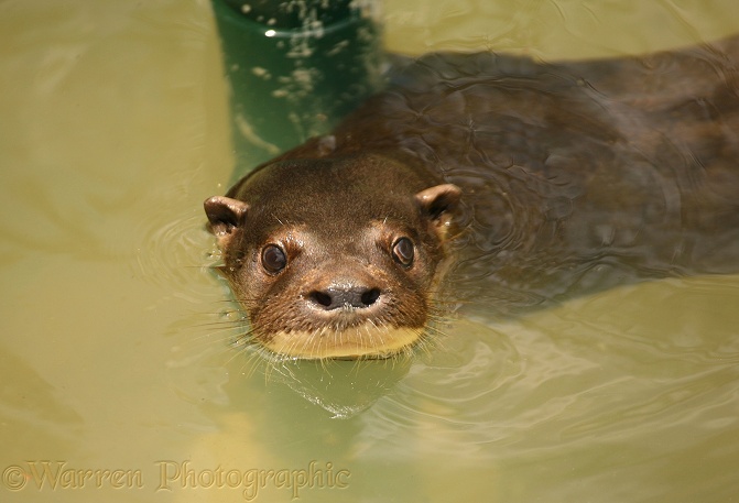 Neotropical River Otter (Lutra longicaudis).  Central & South America