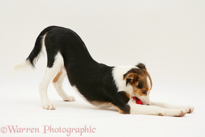 Tricolour Border collie pup, Minstrel, play-bowing with a toy, white background