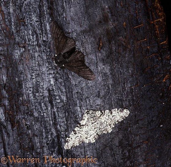 Peppered Moth (Biston betularia) normal and melanic forms on charred tree trunk after a forest fire.  Europe
