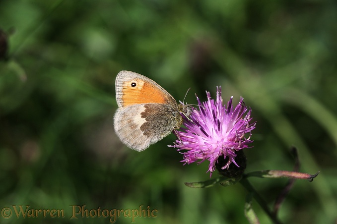 Small Heath Butterfly (Coenonympha pamphilus) feeding on Knapweed.  Europe