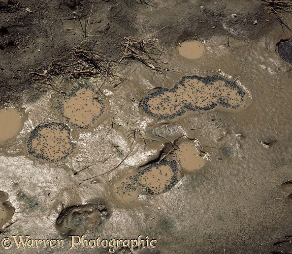 Striped Pyxie Frog (Pyxicephalus delalandii) tadpoles in the hoof-prints of Waterbuck at the edge of a lake.  Africa