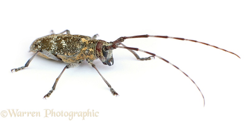 Longhorn beetle, white background
