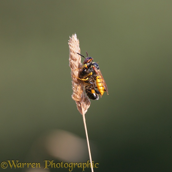 Bee-killer Wasp (Philanthus triangulum) female resting with honey bee prey.  Europe