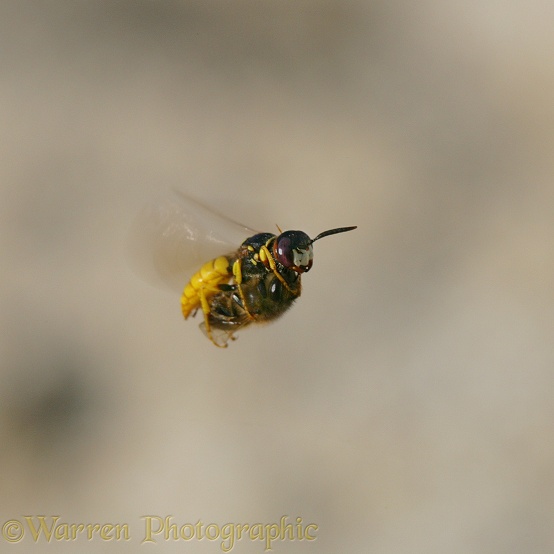 Bee-killer Wasp (Philanthus triangulum) female flying with honey bee prey, searching for its burrow