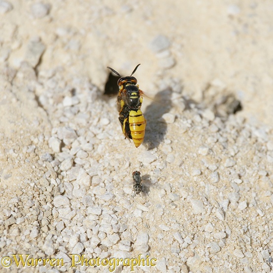 Bee-killer Wasp (Philanthus triangulum) female flying with honey bee prey, approaching its burrow, while being chased by a parasitic fly