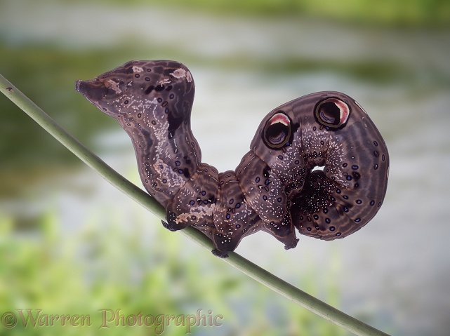Moth caterpillar (unidentified) in defensive posture.  Okavango river valley, Botswana