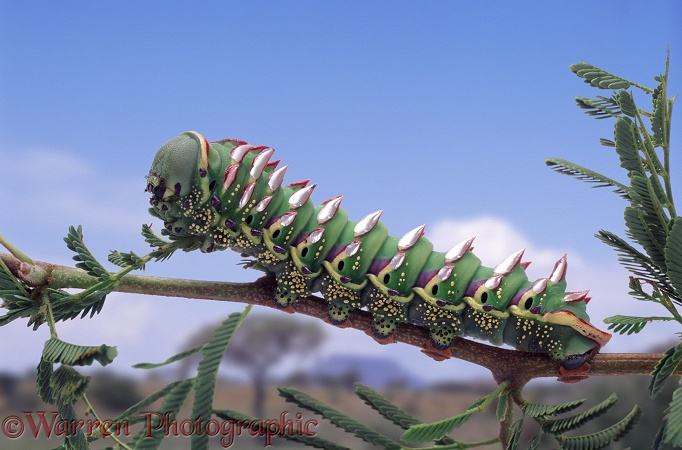 Saturnid moth (Gynasa maja) caterpillar on Acacia thorn.  Africa