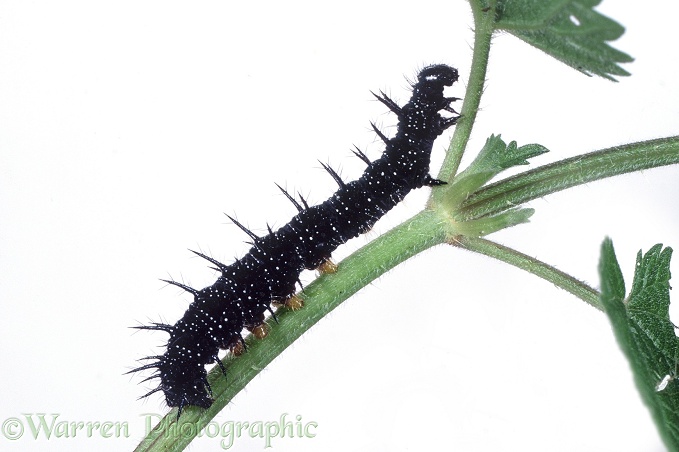 Peacock Butterfly (Inachis io) final instar caterpillar.  Europe, white background