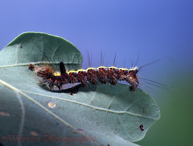 Grey Dagger Moth (Acronicta psi) caterpillar.  Europe