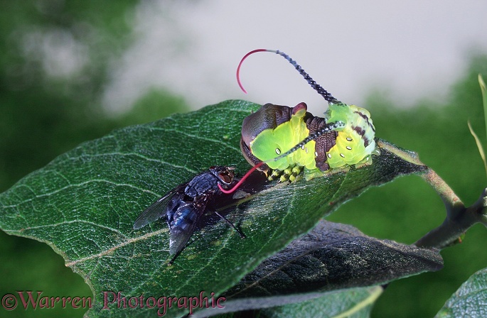 Puss Moth (Cerura vinula) caterpillar using its tail whips in an attempt to scare off a bluebottle fly that is feeding on the caterpillar's recently cast skin.  Europe