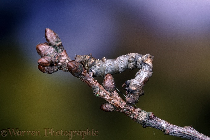 Oak Beauty Moth (Biston strataria) caterpillar perfectly matching in colour and texture an oak twig.  Europe