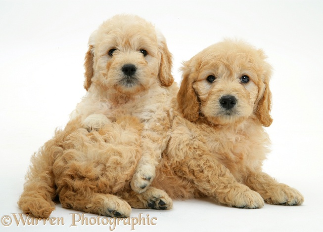 Miniature Goldendoodle pups, 7 weeks old, white background